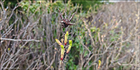 Rsa (Rosa rugosa) Thunb.