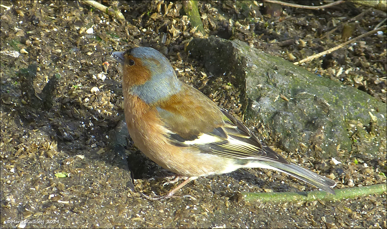 Bkfinka (Fringilla coelebs)