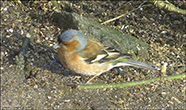 Bókfinka, steggi / Fringilla coelebs ♂