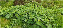 Garðaskøra / Alchemilla mollis (Buser) Rothm.