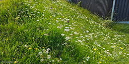Str jararnt (Conopodium majus (Gouan) Loret)