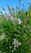 Reydlig bjargablma / Silene dioica.