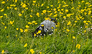  Columba livia