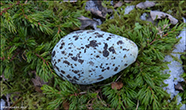 Lomvigaregg/ Uria aalge