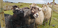 Trshavn 18.03.2025