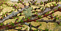 Usnea filipendula on Larix decidua