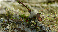 Usnea filipendula on Larix decidua