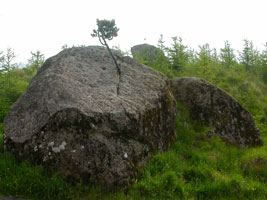 Fyrretræ, som har slået rødder i en sten på Færøerne