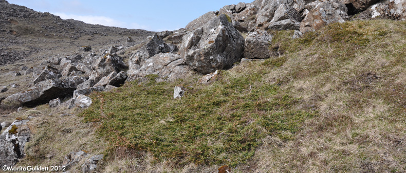 Baraldur / Juniperus communis alpine