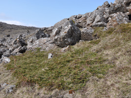 Baraldur / Juniperus communis alpine