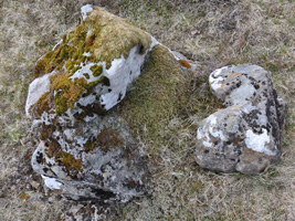 Baraldur / Juniperus communis alpine