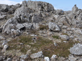 Baraldur / Juniperus communis alpine