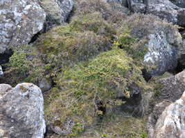 Baraldur / Juniperus communis alpine