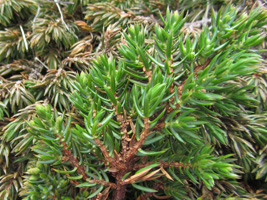 Enebær / Juniperus communis alpine ♀