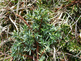 Baraldur / Juniperus communis alpine ♂