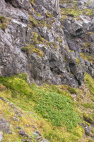 Juniper in Borðoy.