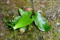 Asplenium scolopendrium 20.09.2009