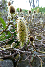 Blóma av loðpíli / Salix lanata L.