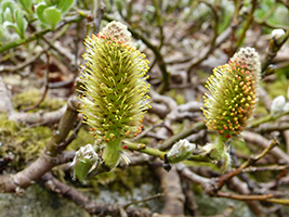 Blóma av loðpíli / Salix lanata L.