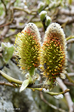 Blóma av loðpíli / Salix lanata L.