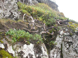 Hybrid af Salix fra Viðoy.