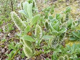 Loðpílur, hon, Salix lanata L.