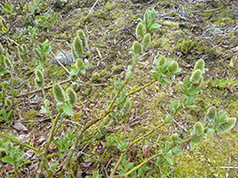 Loðpílur, hon, Salix lanata L.