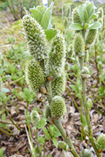 Loðpílur, hon, Salix lanata L.