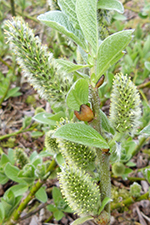 Loðpílur, hon, Salix lanata L.