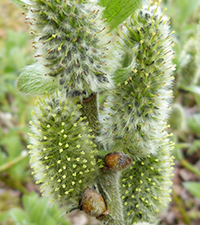 Loðpílur, hon, Salix lanata L.
