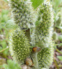 Loplur, hon, Salix lanata L.