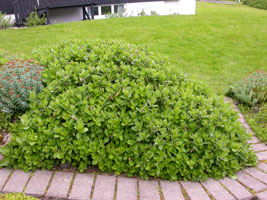 Loðpílur