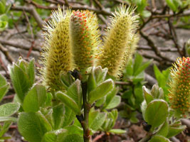 Blóma av loðpíli / Salix lanata L.