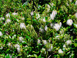 Pálmapílur / Salix phylicifolia L.