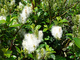 Tea-leaved Willow / Salix phylicifolia L.