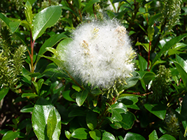 Pálmapílur / Salix phylicifolia L.