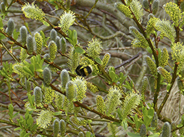 Pálmapílur / Salix phylicifolia L.