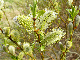 Tea-leaved Willow Salix phylicifolia L