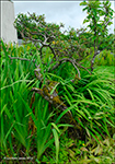Pálmapílur / Salix phylicifolia L.