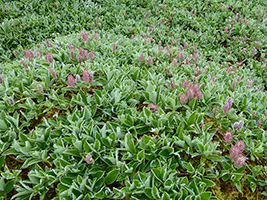 Salix arctica (Pallas), Nólsoy 2022