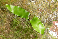 Asplenium scolopendrium 