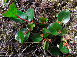 Urtapílur / Salix herbacea L