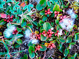 Urtapílur / Salix herbacea L