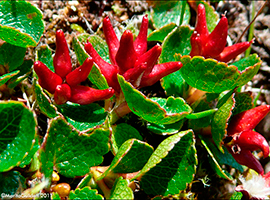 Urtapílur / Salix herbacea L