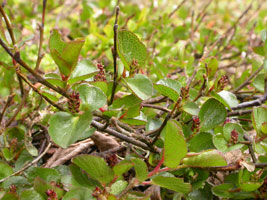 Dwarf Willow Salix herbacea L