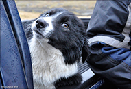 Border collie