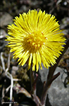 Loðið hóvblað / Tussilago farfara L. Tórshavn 2010