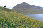 Loðið hóvblað / Tussilago farfara L. Klaksvík.