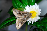 Gammavongur / 9056 Autographa gamma (Linnaeus, 1758)