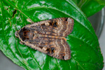 Veingjaguli / Noctua pronuba (Linnaeus 1758)